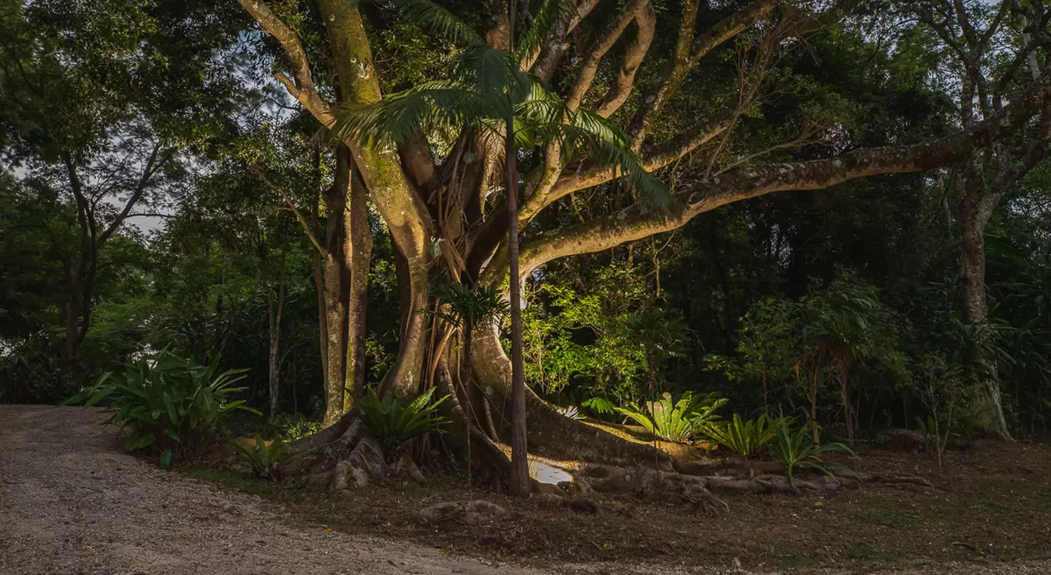 15 Newes Road, Coorabell Sold by Byron Bay Sotheby's International Realty - image 1