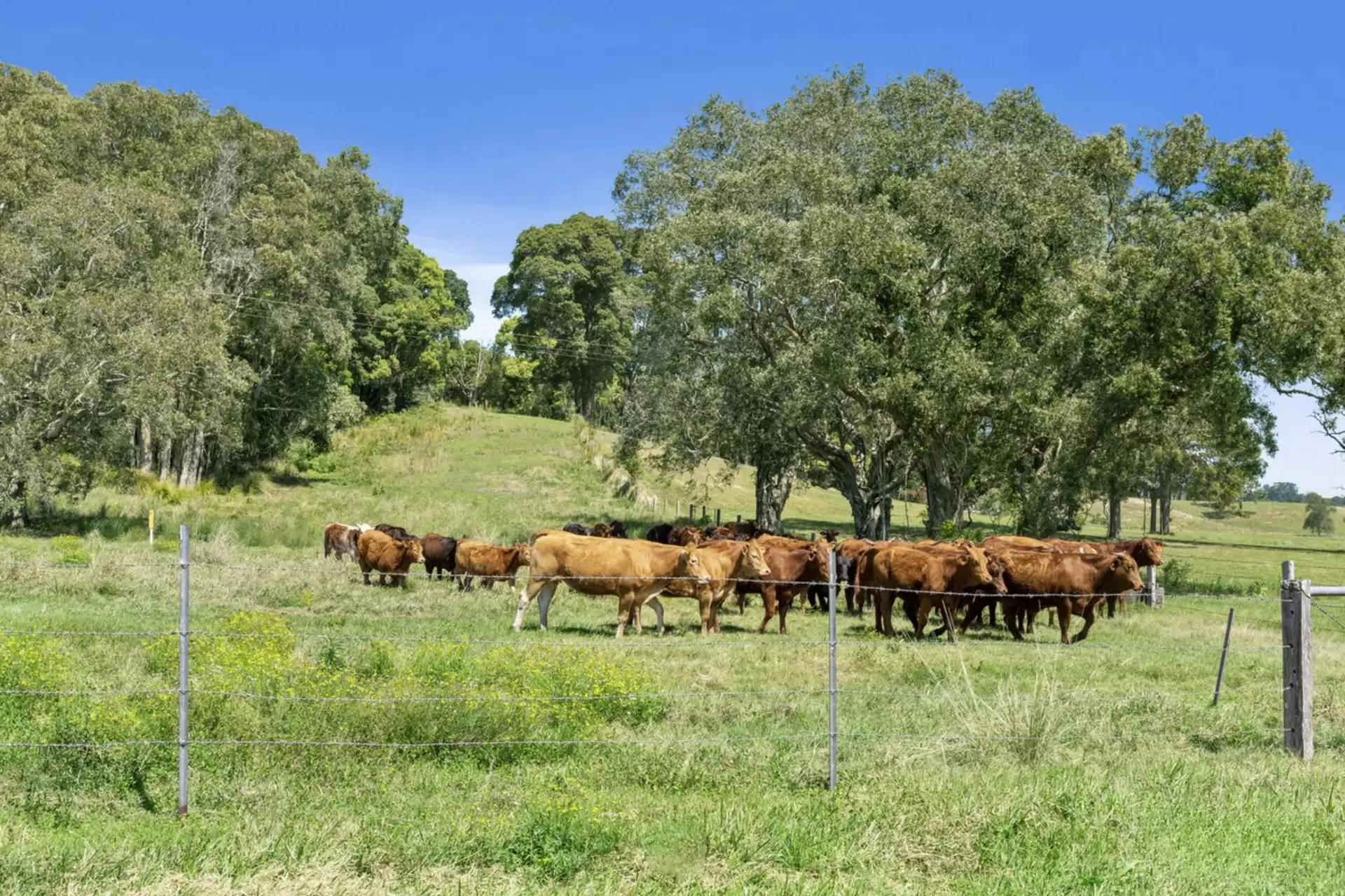 73 Bashforths Lane, Brunswick Heads For Sale by Byron Bay Sotheby's International Realty - image 1