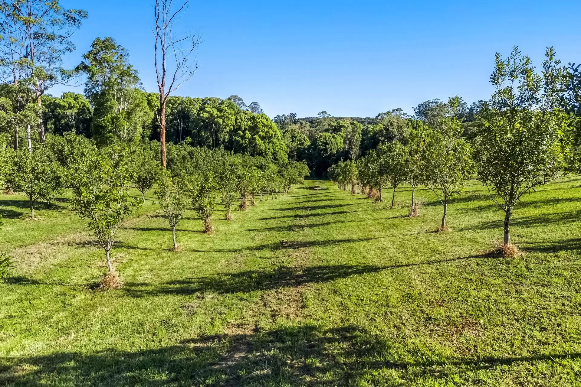 399 Fernleigh Road, Fernleigh Sold by Byron Bay Sotheby's International Realty - image 1