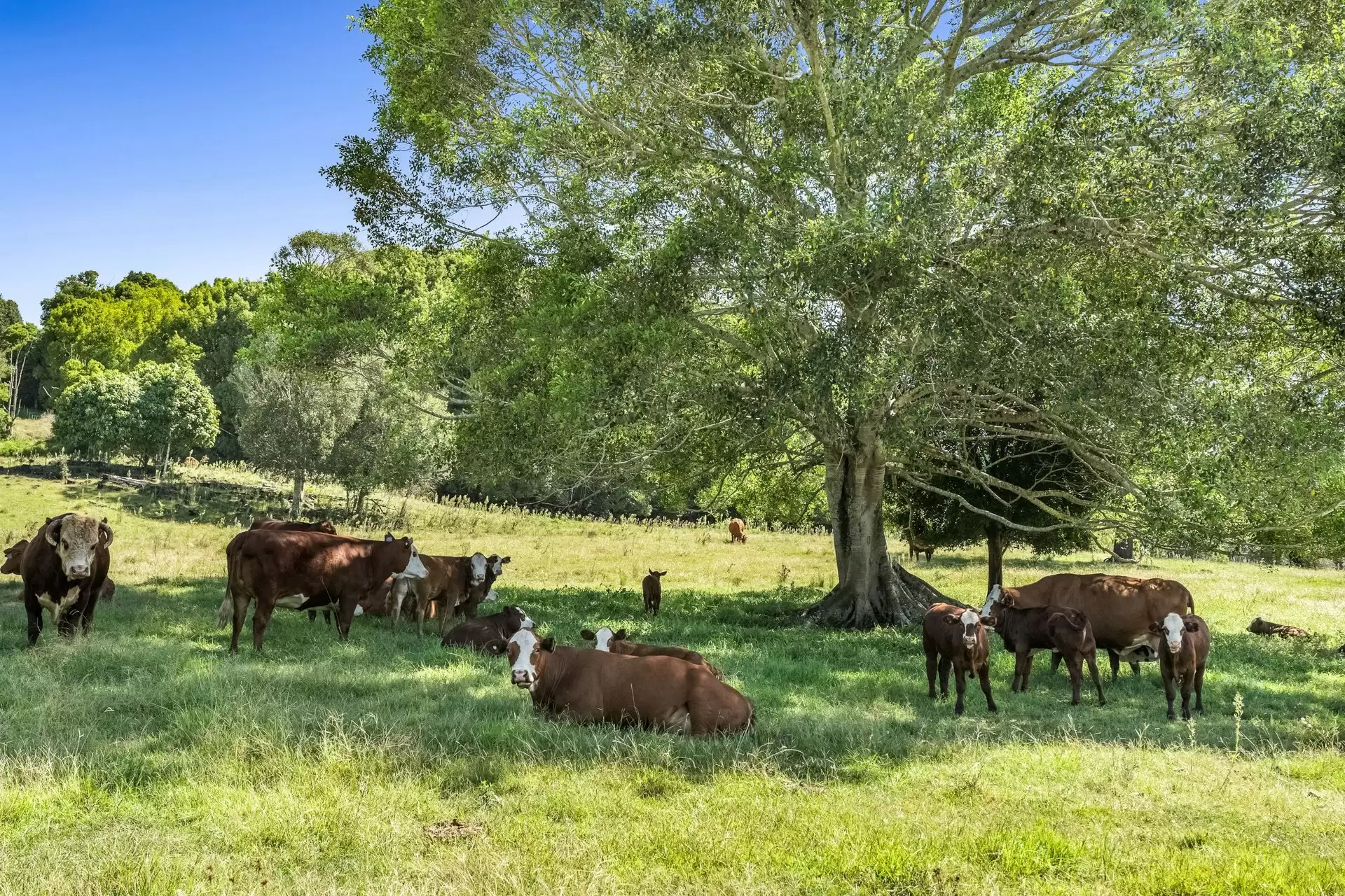 334 James Gibson Road, Clunes For Sale by Byron Bay Sotheby's International Realty - image 1
