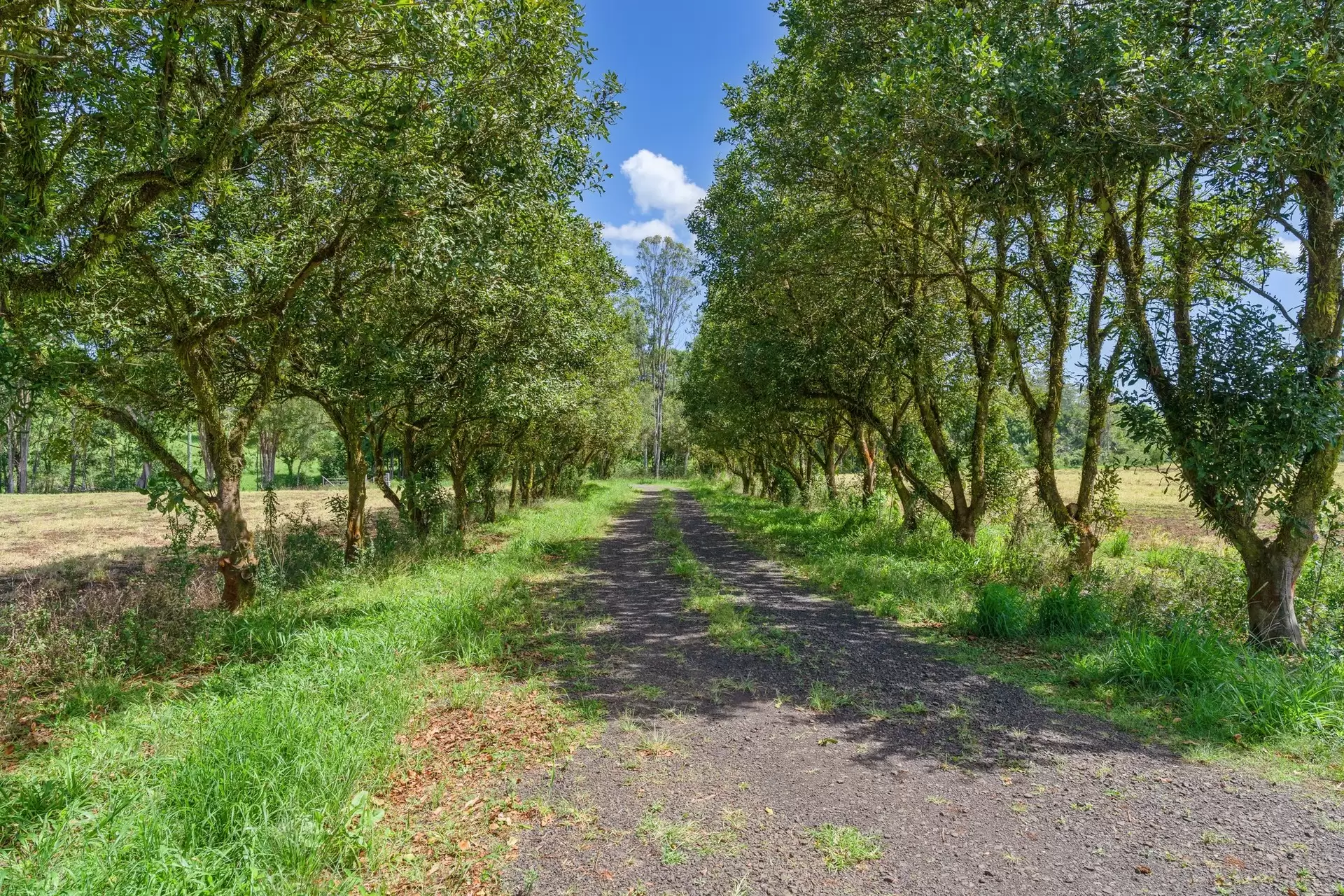 1141 Friday Hut Road, Binna Burra & 36b Brooklet Road, Newrybar For Sale by Byron Bay Sotheby's International Realty - image 1