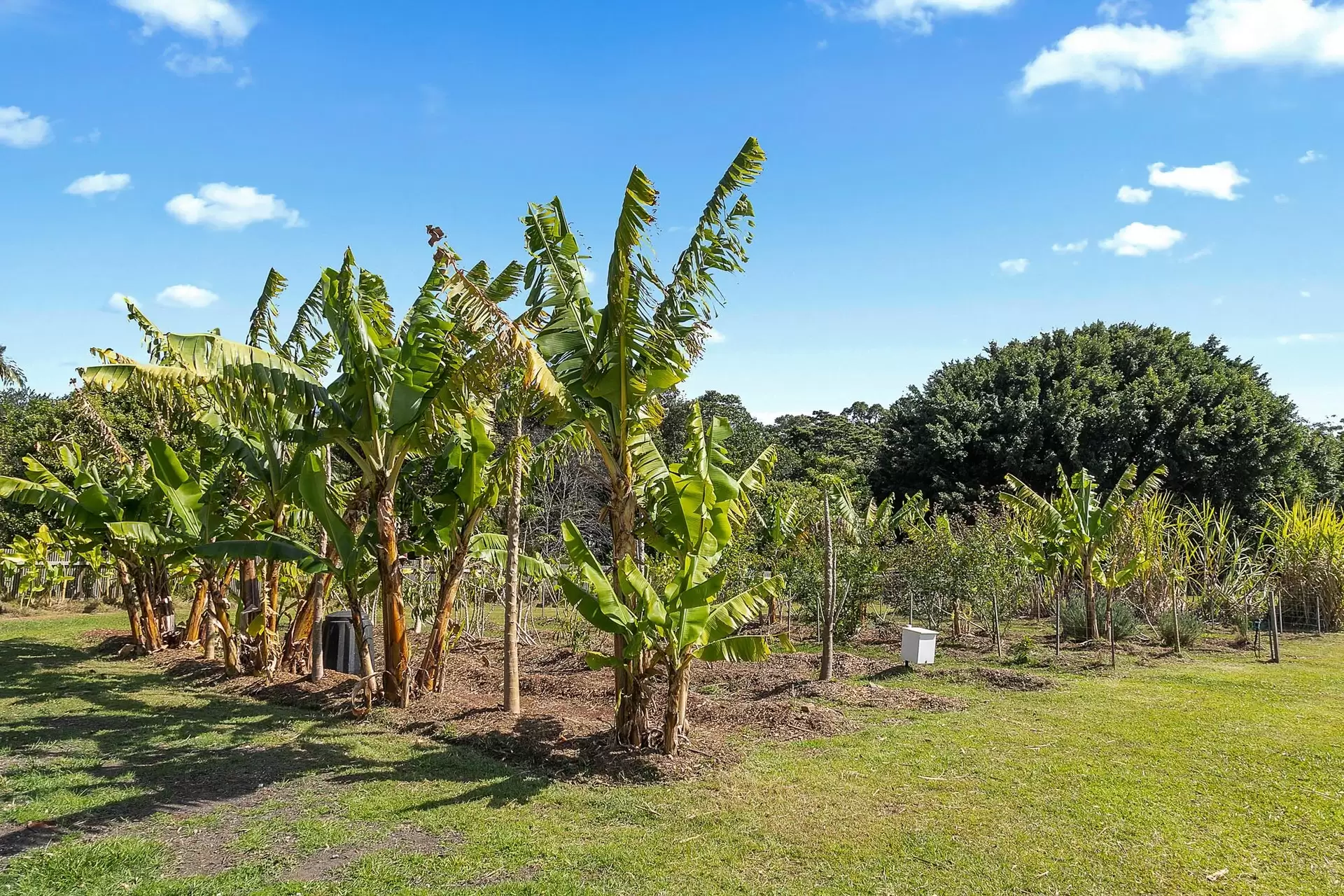 11 Citriadora Drive, Ewingsdale For Sale by Byron Bay Sotheby's International Realty - image 1